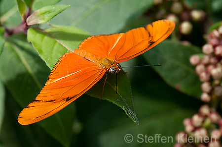 081 Julia-Falter - Dryas julia